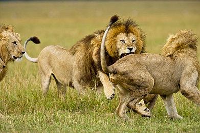 《无间冥寺》开发商肉鸽新作《Ravenswatch》 2023年发售